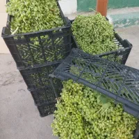 غوره ابغوره و سرکه سیب