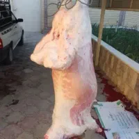 قصاب سیار