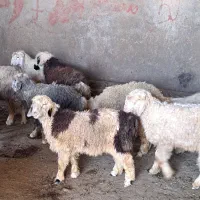 گوسفند،بره نر