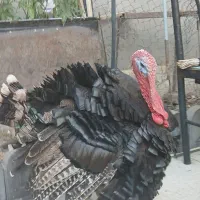 بوقلمون نر دوساله