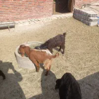 ۲ عدد بزغاله
