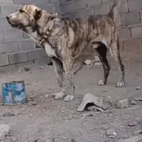 سگ گله ای و نگهبان