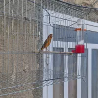 قناری سرخ اصل
