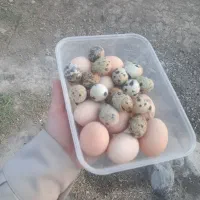 تخممرغ و تخمبلدرچین