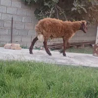 بره نر