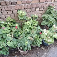 گلهای طبیعی