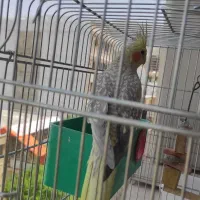 طوطی عروس هلندی