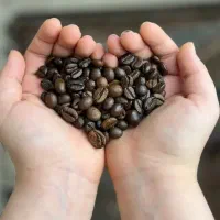 دان قهوه ویتنام روبوستا سایز ۱۸ مستقیم از کارخانه