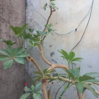 گل،گل شفلرا