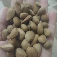 کیلو 200 تلخ