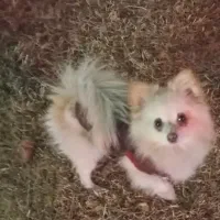 سگ گمشده
