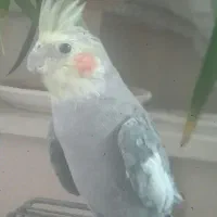 عروس هلندی