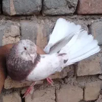 کفتر مایه پرشی