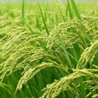 شالیزاری  به متراژ ۳۸۵۰متر در زیار دشت (عالمه)