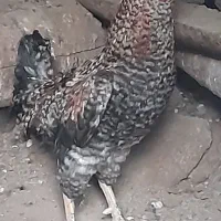 مرغ وخروس گلین اصل