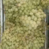انگور فخری
