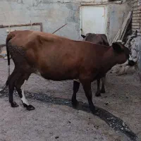 گاو