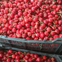 گیلاس تک دانه درجه یک،البالو مجاری درجه یک،