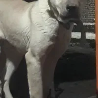 توله سگ پژدر