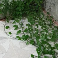 گل پتوس