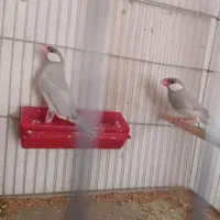 فنچ نرگسی سیلور