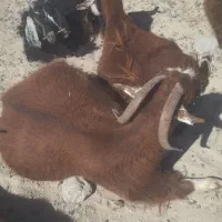 ۲راس بز ویک بره نر