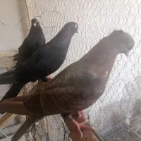 کبوتر ابادانی