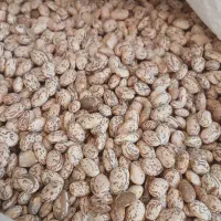 لوبیاچیتی  ارتشی