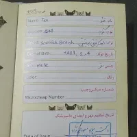 گربه|گربه|اهواز, کوروش|دیوار