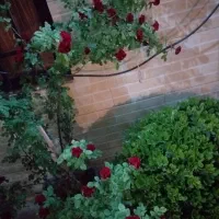 باغچه سند دار  ( کوچه استخر دشت بهشت )