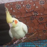 عروس هلندی ماده