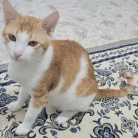 واگذاری گربه