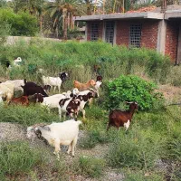 بز آبستن و گیسه چاق و آبستن و کهره