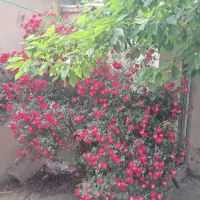 خونه-دربستی-سبلان