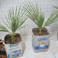 گل نخل پالم بادبزنی