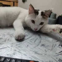 گربه ماده اماده جفت