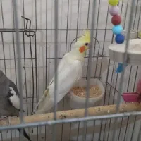 جفت مولد عروس هلندی با تخم و جوجه