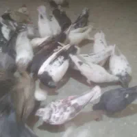 ۳۰یا۴۰تا کبوتر همه رنگ جفتی ۳۰۰