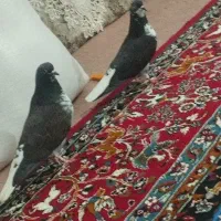یه جفت قاره دم سفید باخت رفته