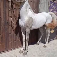 اسب|اسب و تجهیزات اسب‌سواری|کاشان, فاز ۱ ناجی آباد|دیوار