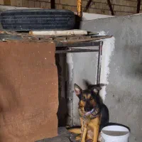 سگ گرگی