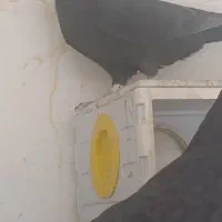 زاغ نر مست جوانه هیکلی و ماده|پرنده|زاهدان, |دیوار