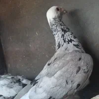 کفتر سار