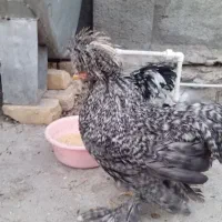 فروش خروس