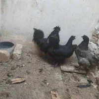 مرغ ایام سمانی جوان