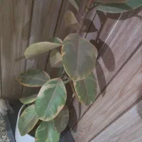 گل فیکوس ابلق