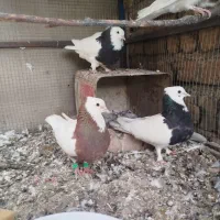 کبوتر طوقی