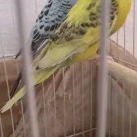 مرغ عشق