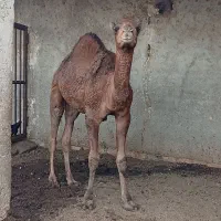 جونگ بفروش می‌رسد 2ساله