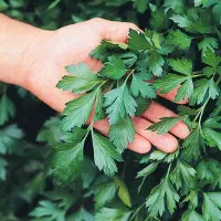 سبزی|عمده‌فروشی|بجنورد, |دیوار